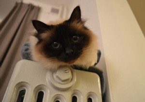 Scientists Advance CRISPR-Cas9 Research to Create Hypoallergenic Cats