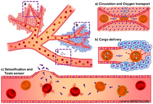 Breakthrough: Scientists Develop the First Fully Functional Artificial Red Blood Cell