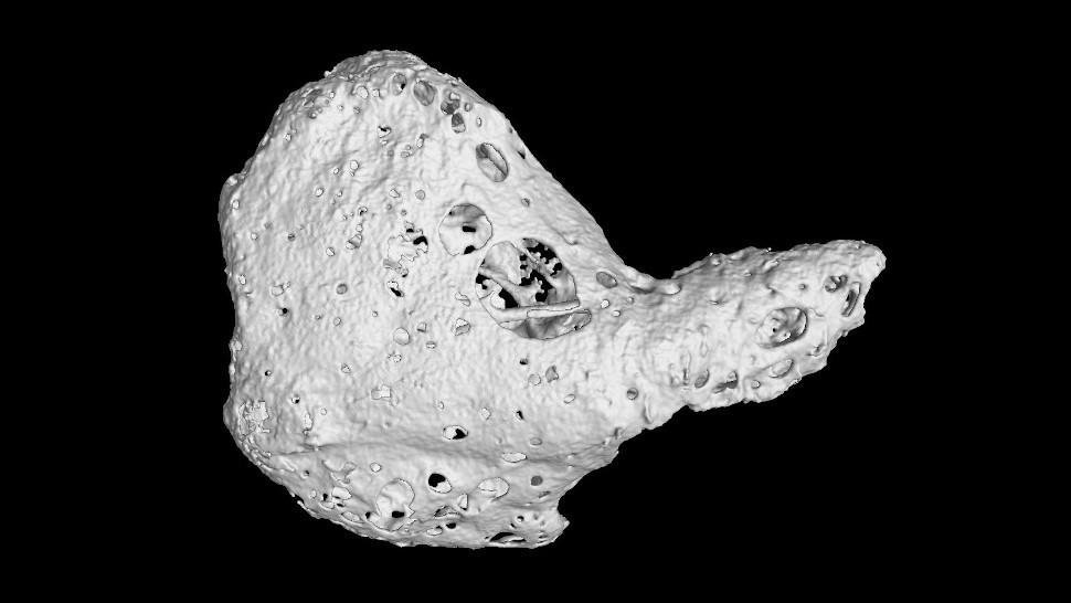 Rare Bone Discovered in Hearts of Chimpanzees with Common Heart Disease