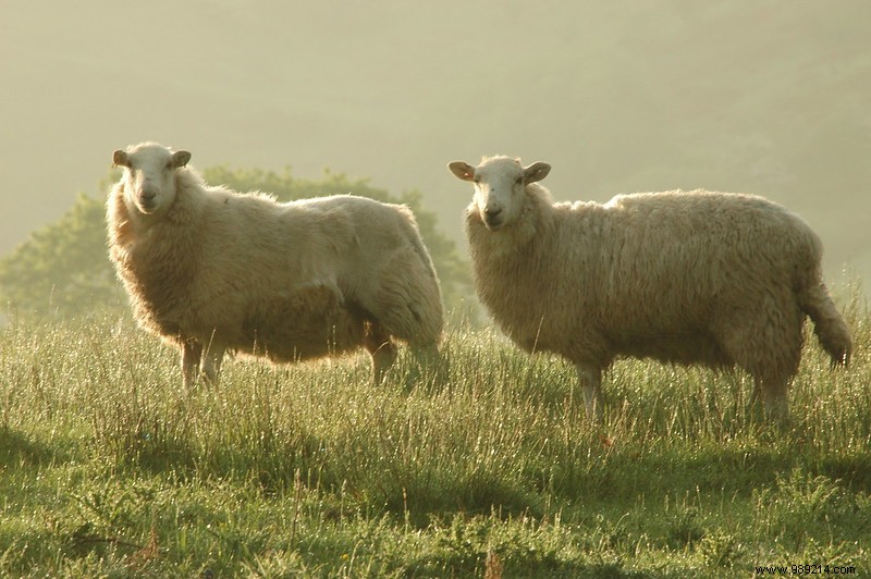 Ketamine Can Temporarily  Switch Off  the Brain: Landmark Findings from Cambridge Researchers