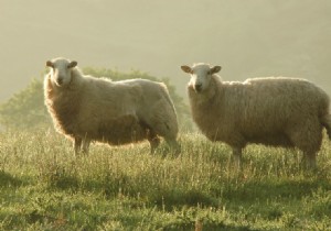 Ketamine Can Temporarily  Switch Off  the Brain: Landmark Findings from Cambridge Researchers