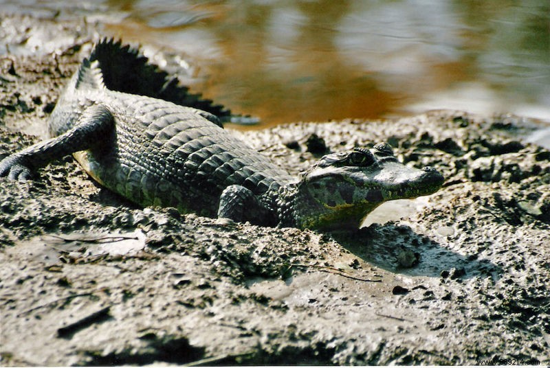 Brazilian Scientists Explore Caiman Tears as a Promising Treatment for Human Eye Diseases