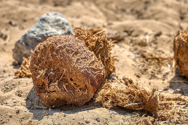 Namibia Warns Public Against Elephant Dung COVID-19 Treatment Scam
