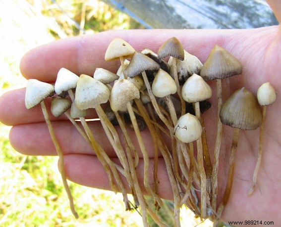 Canada Grants Historic Psilocybin Access to Four Terminally Ill Patients
