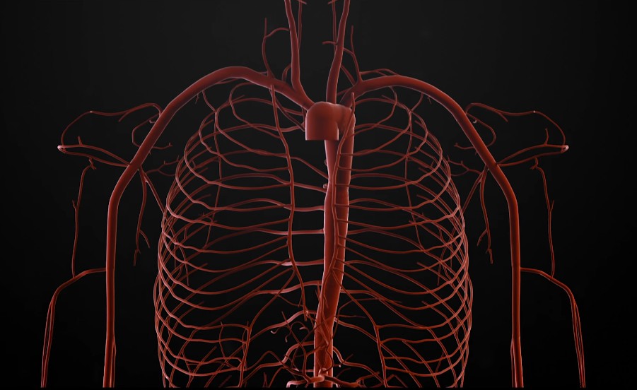 Virtual Human Avatars: Pioneering Personalized Medicine and Surgical Precision