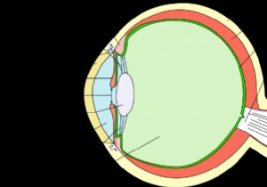 Gene Activation Holds Promise for Restoring Vision in Damaged Retinas