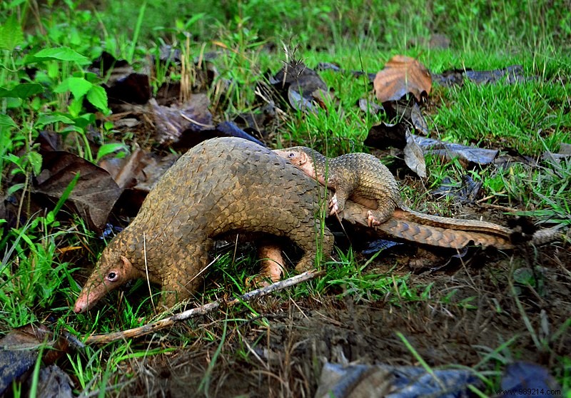 COVID-19 Origins: Why the Pangolin Is No Longer a Prime Suspect