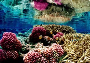 Nature Documentaries Boost Well-Being: Key Findings from University of Exeter Research