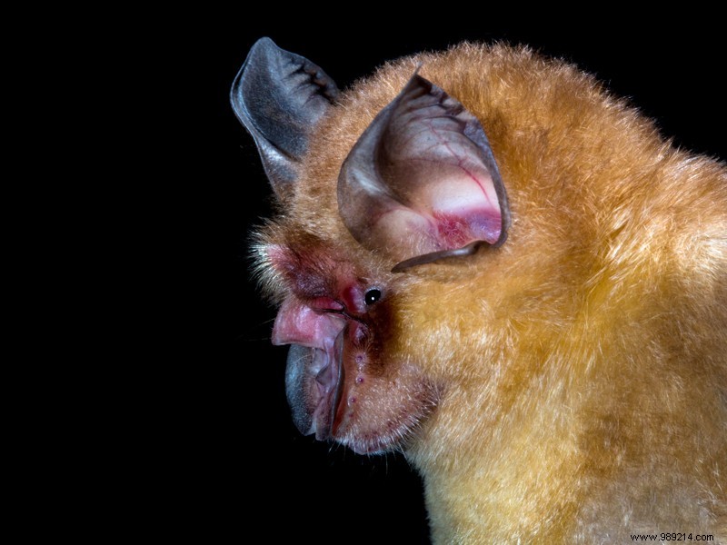 Scientists Discover SARS-CoV-2 Relative in Bats Frozen Since 2010 in Cambodia