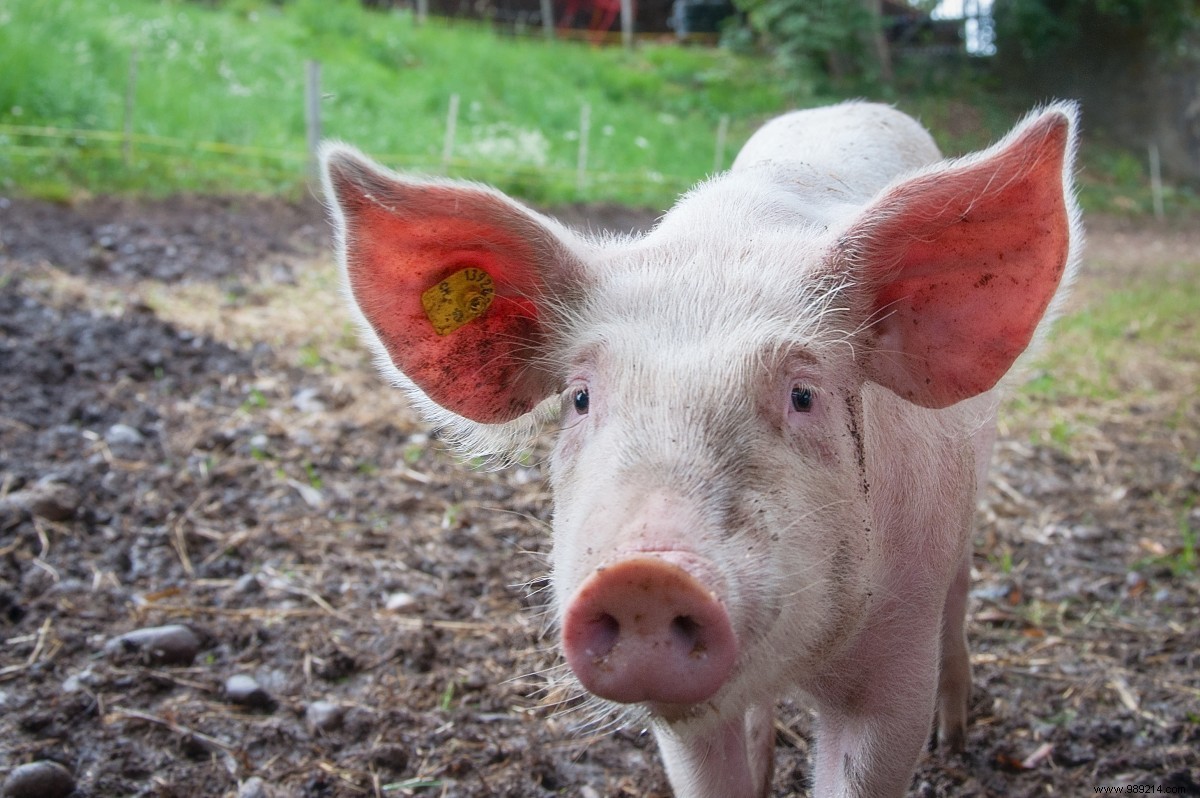 FDA Approves First Genetically Modified GalSafe Pigs for Food and Medical Use