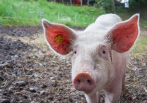 FDA Approves First Genetically Modified GalSafe Pigs for Food and Medical Use