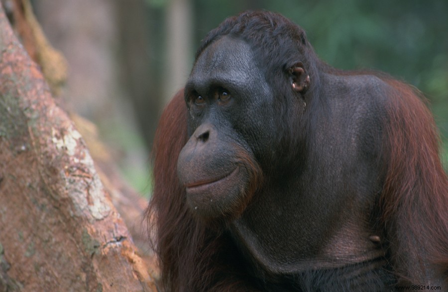 Historic First: San Diego Zoo Vaccinates Orangutans and Bonobos Against COVID-19