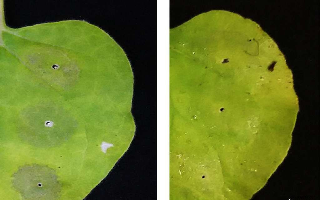 Japanese Researchers Triple Molecular Farming Yields with Vitamin C Spray