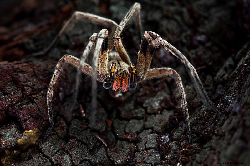 The Amazon Rainforest: A Rich Source of Life-Saving Medicines Today and Tomorrow