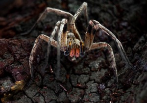 The Amazon Rainforest: A Rich Source of Life-Saving Medicines Today and Tomorrow