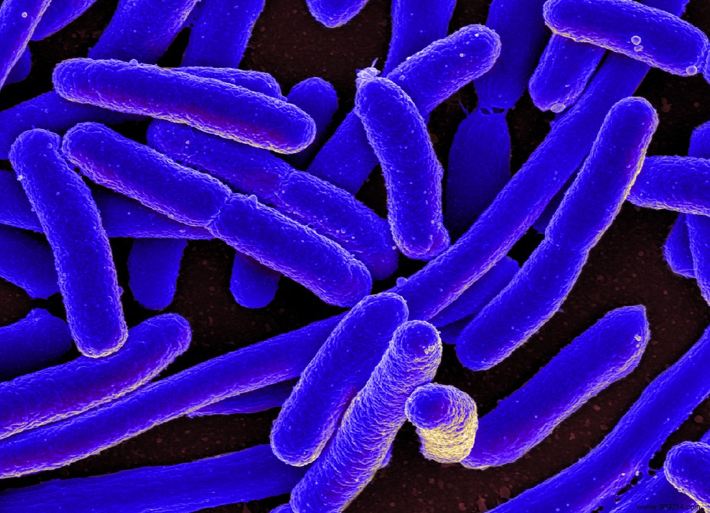 Could Bacteria Trigger Crohn s Disease? New Research Spotlights Adherent-Invasive E. coli