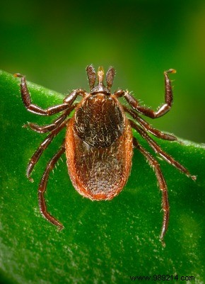 Lyme Disease-Carrying Ticks Found in California Beach Areas, Study Reveals