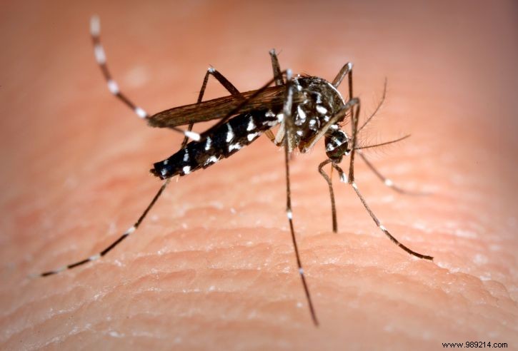 Florida to Release 144,000 Genetically Modified Mosquitoes to Combat Disease Vectors
