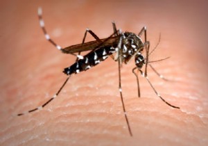 Florida to Release 144,000 Genetically Modified Mosquitoes to Combat Disease Vectors