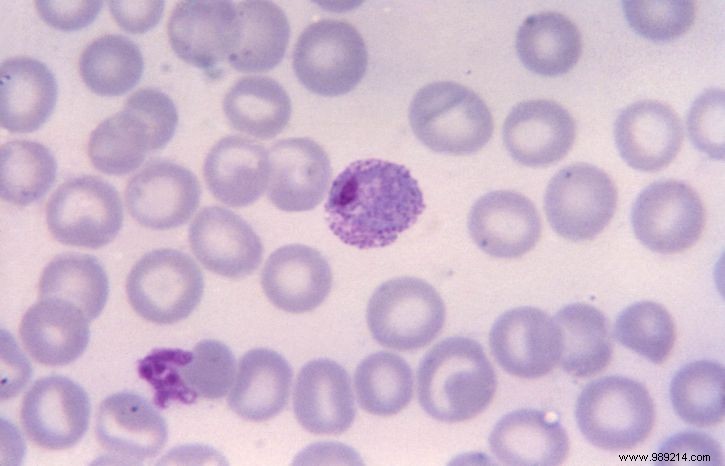 Study: Older Male Cats  Sperm Carries More Genetic Mutations, Impacting Offspring Like in Humans