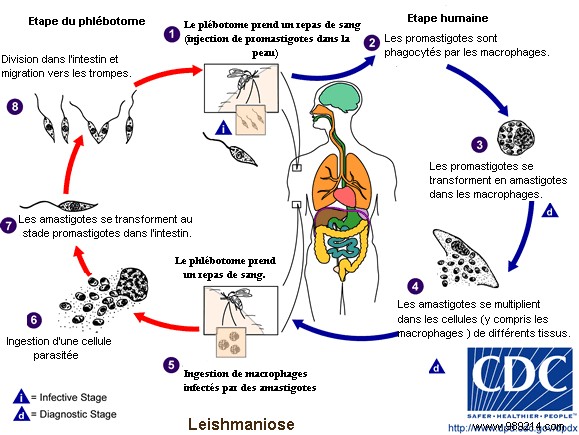 Study Reveals How Sand Flies Alter Dogs  Scent to Attract Females and Spread Deadly Leishmaniasis