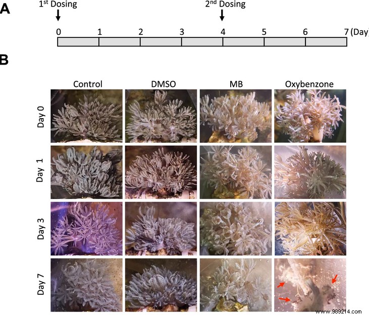 Methylene Blue: A Promising Eco-Friendly UV Filter for Next-Generation Sunscreens?