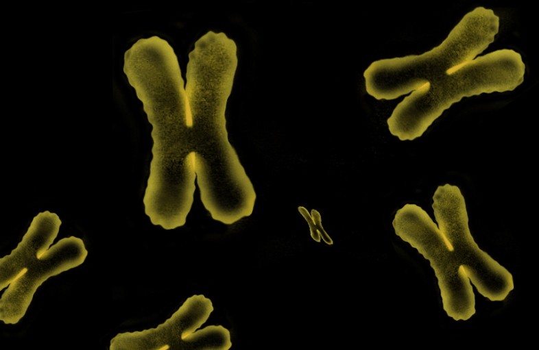 First-Ever Measurement of Individual Human Chromosome Masses Using Synchrotron X-rays