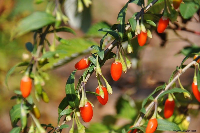 Goji Berry: China s Nutrient-Dense Superfruit – Benefits, Nutrition, and Key Controversies