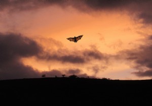 Virologist Recovers 13 Deleted Early SARS-CoV-2 Sequences from Wuhan Outbreak