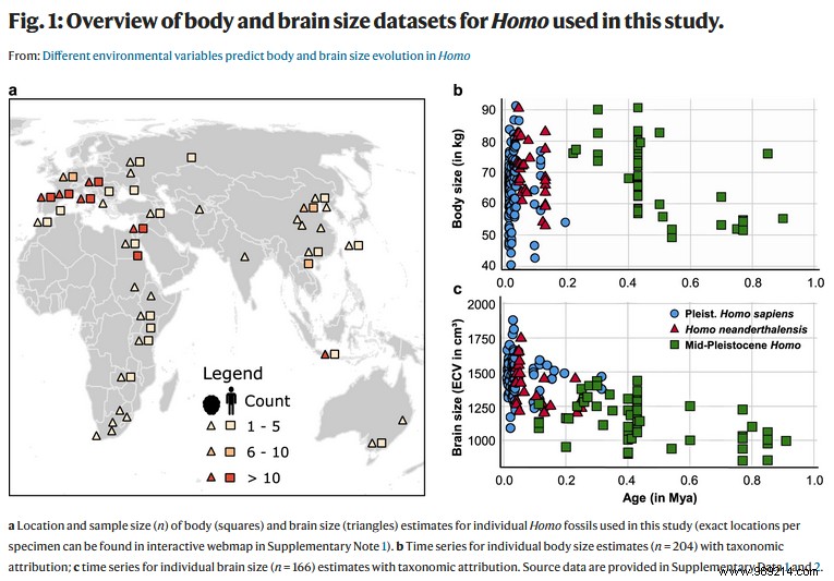 Climate Change Drove Human Body Size Evolution, New Fossil Study Reveals