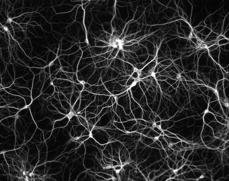 How the Brain  Time Travels : Insights into Hippocampal Neurons and Memory Replay