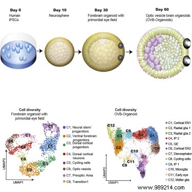 Lab-Grown Brain Organoids Develop Functional Rudimentary Eyes That Detect Light
