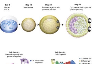 Lab-Grown Brain Organoids Develop Functional Rudimentary Eyes That Detect Light