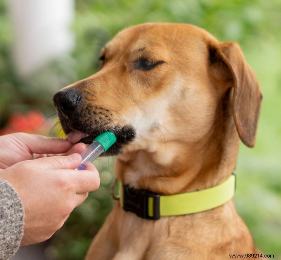 How Embark Veterinary s DNA Test Could Extend Your Dog s Lifespan