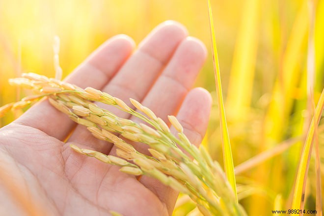 Philippines Approves World s First Commercial Golden Rice to Fight Vitamin A Deficiency