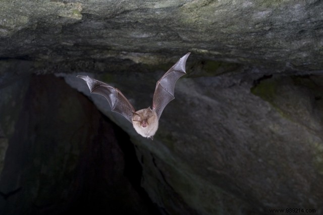 UK Scientists Discover First SARS-CoV-2-Like Coronavirus in European Bats