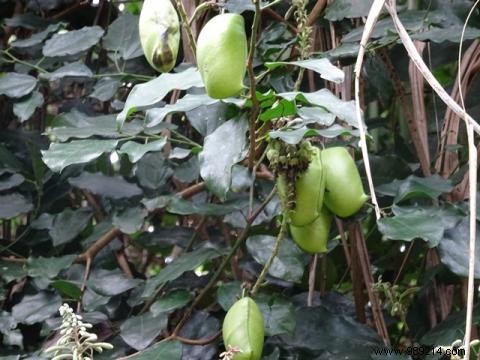 Griffonia Benefits: Science-Backed Effects on Mood, Sleep, and Well-Being