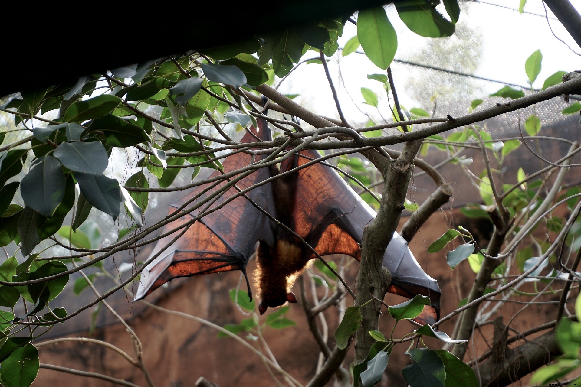 Kerala on High Alert: Authorities Contain Nipah Virus Outbreak After Boy s Death