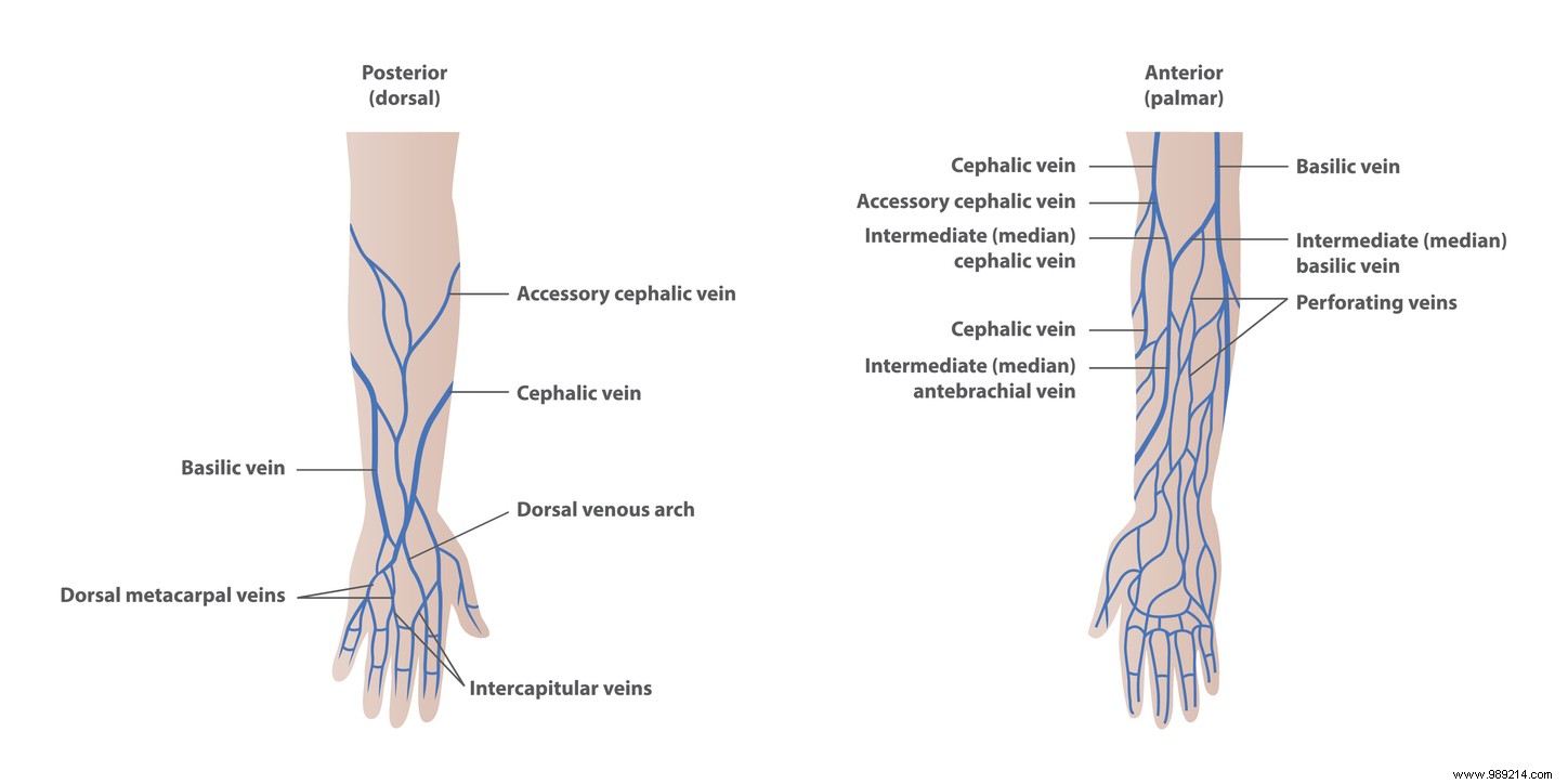 Human Evolution Alert: Median Artery in Forearms Triples in Prevalence Over 150 Years