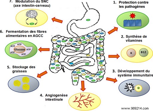 Can Gut Bacteria Reverse Brain Aging? Key Findings from a Pioneering Mouse Study