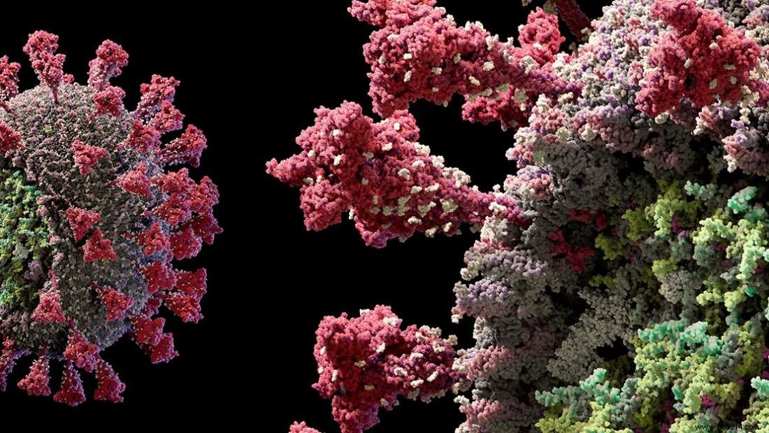 Closest Relatives to SARS-CoV-2 Found in Laotian Bats, Bolstering Natural Origin Evidence