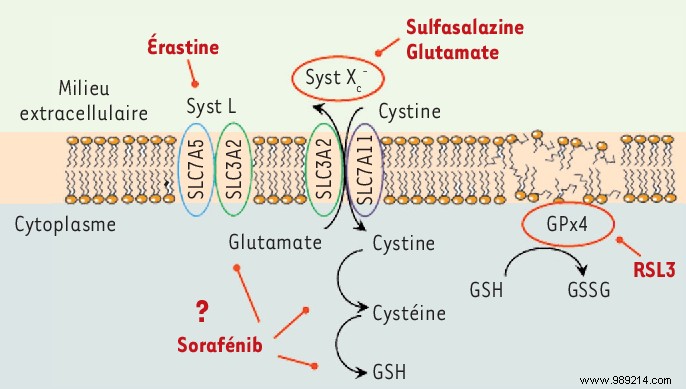 High Cholesterol Levels Promote Breast Cancer Metastasis, Study Reveals