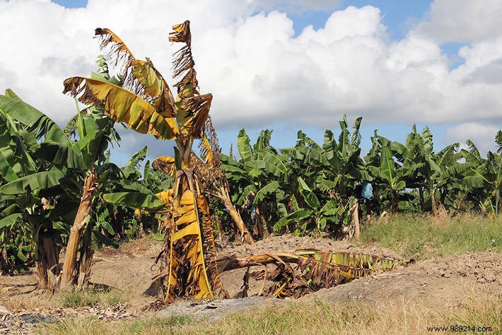 Plant Epidemics: The Hidden Threat to Global Food Security Beyond Human Viruses