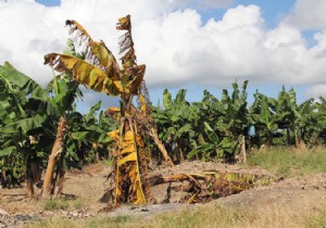 Plant Epidemics: The Hidden Threat to Global Food Security Beyond Human Viruses