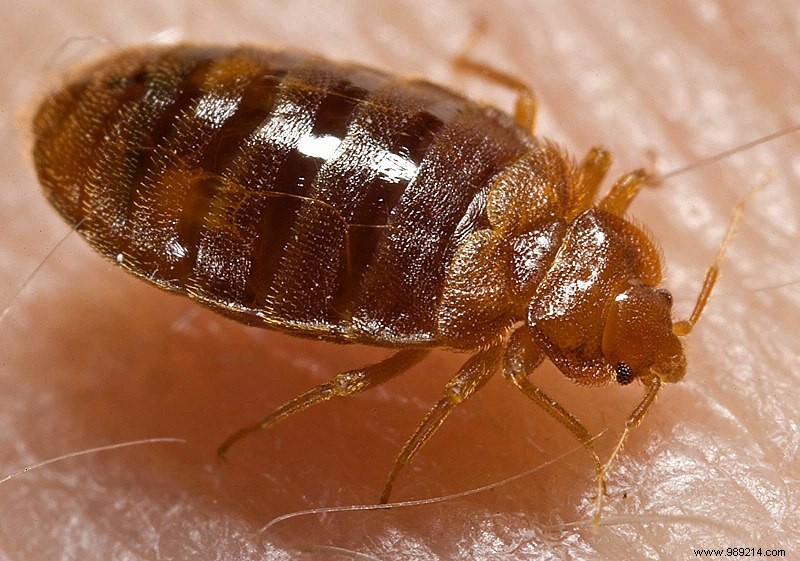 Eco-Friendly and Cost-Effective Bed Bug Elimination Strategies