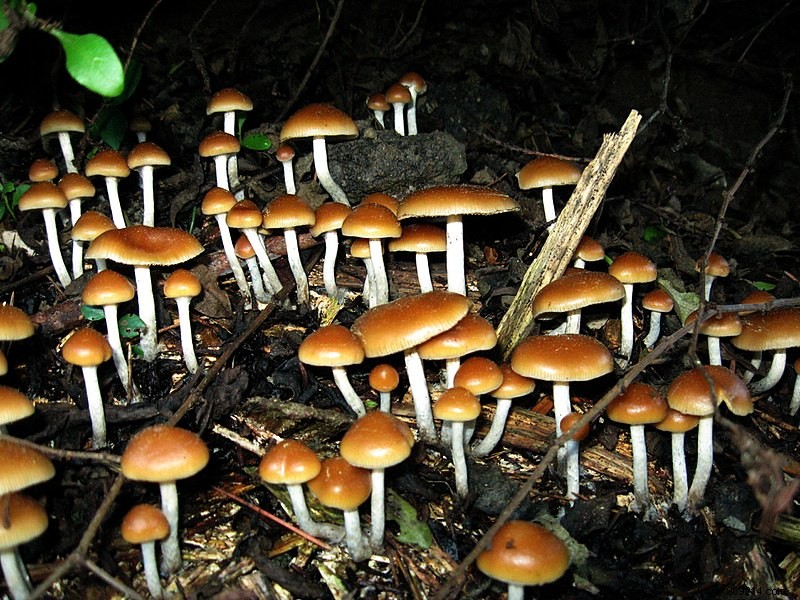 Psilocybin from Hallucinogenic Mushrooms Amplifies Emotional Response to Music, Study Shows