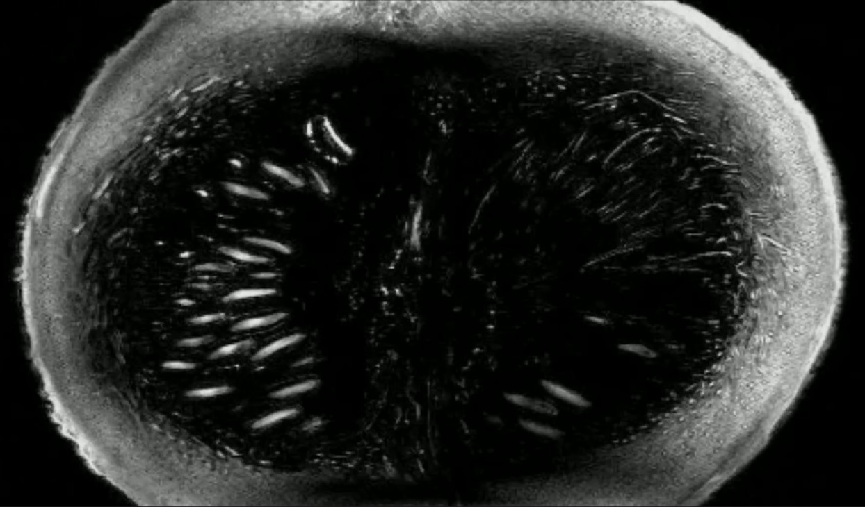 World s Most Powerful 11.7T MRI Tested on Pumpkin at France s CEA-Paris-Saclay