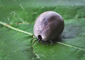 Promising mRNA Vaccine Prevents Lyme Disease Transmission in Animal Studies