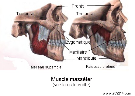 Scientists Discover a Previously Undescribed Deep Layer in the Human Masseter Muscle