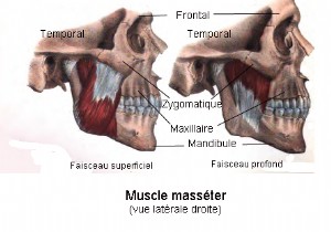 Scientists Discover a Previously Undescribed Deep Layer in the Human Masseter Muscle